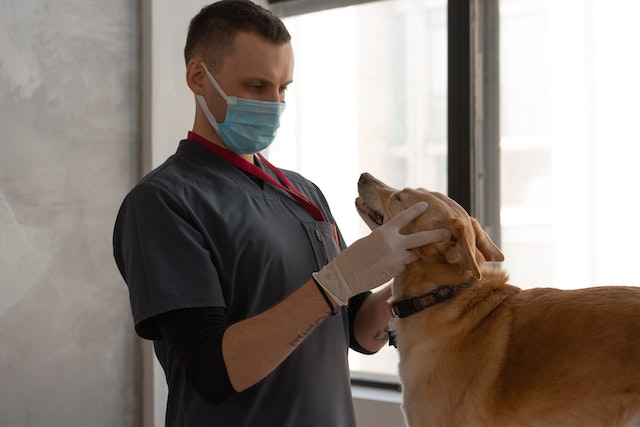 a veterinarian inspecting a light brown dog's teeth